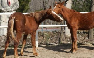 关中马的养殖要点，需选择颈部细长、肌肉丰满的种马作为养殖对象