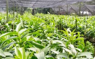 种植黄精的成本，一亩地需要900元左右