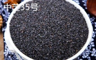 哪个品种的芝麻香,根据环境气候选择品种