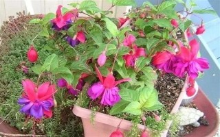 倒挂金钟的养殖方法，生长旺季每周追施一次肥料