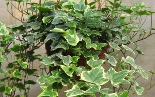 常春藤是不是攀援植物，是多年生常绿攀援灌木