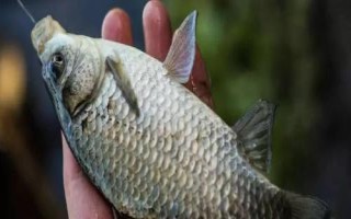 早春钓鲫鱼钓多深水好,大部分情况可钓2米左右的深度