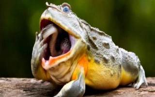 蟾蜍真的会吃蛇吗，会捕食蛇类且不罕见