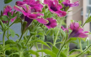 矮牵牛如何摘心，春季或秋季摘心为佳