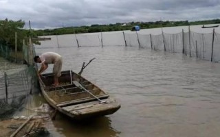 锯缘青蟹如何养殖,是我国珍贵的水产品之一