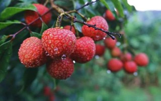 夏天水果保鲜方法,根据水果的种类采取保存措施