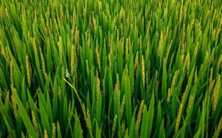 盐粳22水稻品种的特性,属中晚熟品种