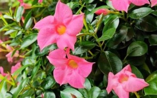 飘香藤的花语，寓意难忘爱情、充满生机等