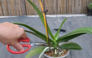 蝴蝶兰谢了如何修剪花梗，沿着花梗下方4厘米处修剪掉即可