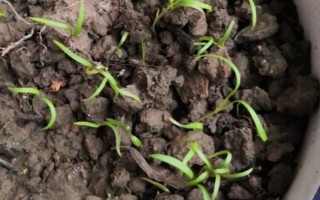 茴香怎么种植出苗较快，播种前需浸种一天