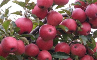 提高苹果表面亮度的方法，可采取套袋、施肥、控制生长方向等措施