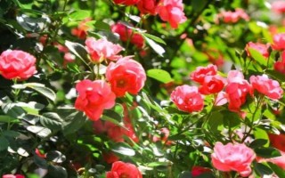 月季有刺吗,花茎带刺