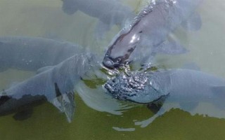 青鱼吃什么食物，幼鱼阶段吃浮游动物
