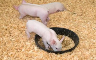 1到3个月的猪仔如何喂养，一个月后要进行断奶处理