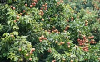 如何化学防治荔枝病虫害,合理选用福乳油或虫螨乳油