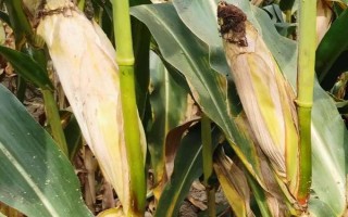 豫禾357玉米种子介绍，中抗小斑病