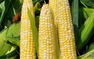 蜜香甜糯265玉米种简介,大喇叭口期注意防治玉米螟