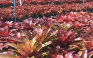 五彩凤梨怎么养殖，需通过浇水让土壤保持微湿状态