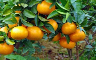 橘子常见品种，常见的有砂糖桔、蜜桔、沃柑等
