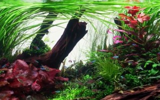 草缸里有蜗牛证明水质好吗，并不一定证明水质好