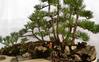 倒卖盆景能挣钱吗,每年的利润是很可观的