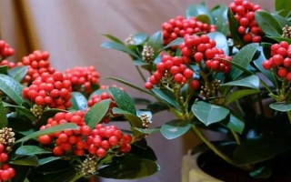 红玉珠的养殖方法，适合生长的温度为18-24℃