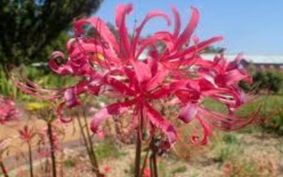 玫瑰石蒜是彼岸花吗,玫瑰石蒜是彼岸花中的一种
