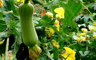 种丝瓜的方法，播种前先晒种2-3天