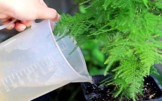 土培文竹叶片发黄如何处理，可采取修剪黄叶、更换盆土等措施