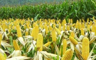s1627玉米种简介，出苗至成熟一共为117天左右