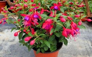 倒挂金钟的养殖方法，生长旺季每周追施一次肥料