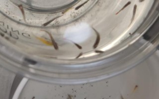 为什么斑马鱼一条接一条死了，可能是水质不佳或温度不合适所致