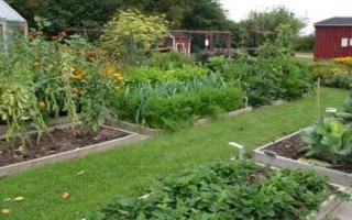 蔬菜轮换种有什么优点，可有效利用土壤养分并控制病害相互传染