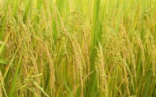 楚稻10号水稻种子介绍，全生育期179.4天