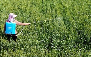 百草枯的使用方法，在不同作物带上的使用方法不同