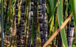 黑皮甘蔗简介，因茎杆皮呈黑色而得名
