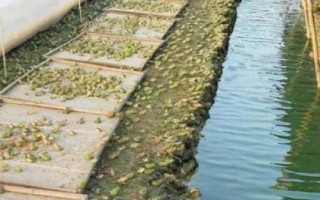 林蛙的养殖技术，卵孵化期要注意卫生环境