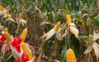 强盛292玉米品种简介，4月下旬至5月上旬播种