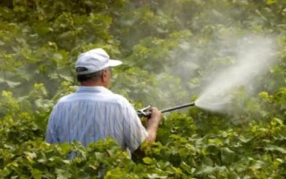 葡萄霜霉病的症状，枝蔓会变褐色而枯死