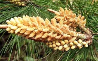 松花粉的来源,是马尾松、油松等松科植物干燥的花粉
