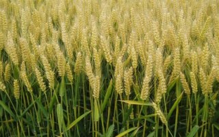 秋乐6号小麦品种的特性，中抗条锈病