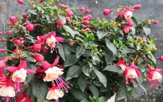 怎么养倒挂金钟,在生长期7-10天左右施肥一次