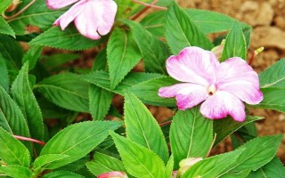 凤仙花怎么染指甲,花瓣中添加一点明矾会让颜色更红