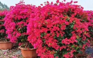 三角梅叶子卷曲的原因及解决方法，可能是光照不当或浇水过多等