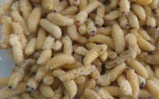 吃蜂蛹要注意什么，需确保新鲜、待彻底烹熟后再食用