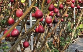 栽培无花果的要点，幼苗期要做好摘心打顶工作