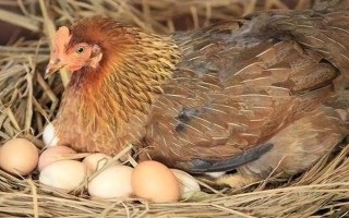 土鸡冬天不下蛋如何处理，采取提高舍温、补充营养等措施可增加产蛋量