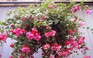 让倒挂金钟过冬的方法，将室温维持在8℃以上