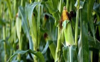 玉米地的除草农药有哪些,常用硝烟莠去津悬浮剂、烟嘧磺隆等