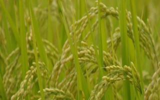 荃优1512水稻品种的特性,每亩有效穗数15.7万穗